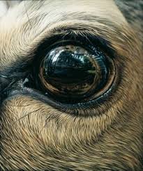 Christophe Drochon Animal Artist In 2020 Deer Eyes Eye Painting Deer Photography