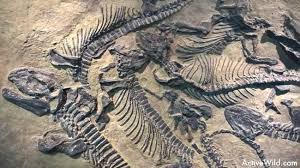 Check spelling or type a new query. Were Dinosaurs Real Using Fossils To Uncover The Past