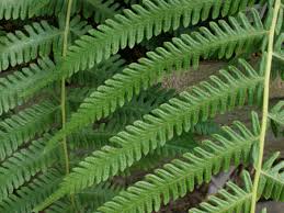 Image result for Thelypteridaceae