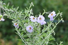 Image result for Solanum supinum