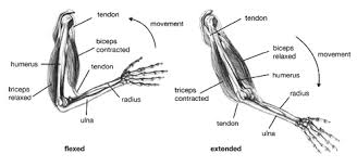 The arms are the most used body parts and they can be subjected to much pressure and strain. Looking Good Feeling Good Lesson 3 Anatomy Of A Kick Page 2 Of 2