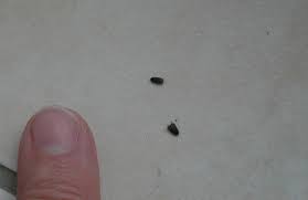 Minuscules Insectes Noirs Dans Mon Appartement
