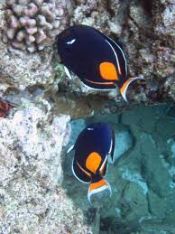 Black And White Heniochus Oceano Sea Creatures Ocean Creatures Life Under The Sea