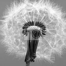 Verkaufe neue fertig genähte gardine mit pusteblume. Pusteblume Schwarz Weiss Leinwandbilder Bilder Umfrage Sommerlich Allergie Myloview De