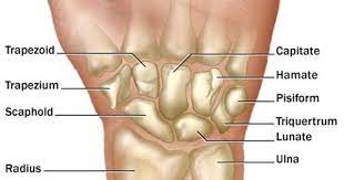 Wrist Bones Medical Anatomy Human Anatomy And Physiology Physiology