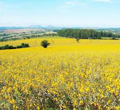 Image result for Crotalaria vasculosa