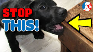 It is better to understand first why they require time to comprehend that their activities are not welcome. How To Stop My Puppy Biting Me All The Time Youtube