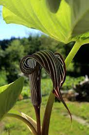Origin and habit the genus arisaema (commonly known as cobra lilies or jack in the pulpit) is made up of more than 250 herbaceous species, which are distributed throughout temperate to tropical areas on all continents with the exception of australia, europe and south america. Arisaema Fargesii Wikipedia