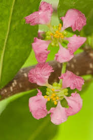 Image result for Malpighia