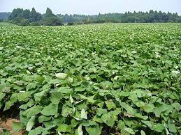 Indigenous leafy vegetables are one such traditional meals that have been consumed over the centuries in kenyan homes. Indigenous Vegetables Eaten In Kenya Nutrition Point