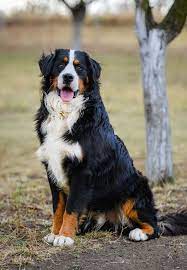 25 Best Large Dog Breeds Top Big Dogs For Your Family