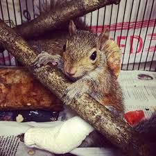 Baby Squirrels City Wildlife