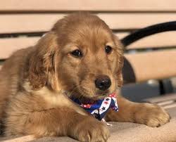 Golden Retriever Puppy For Sale In Lakeland Fl Adn 62080 On Puppyfinder Com Gender Male Age 11 Wee Golden Retriever Retriever Puppy Golden Retriever Puppy