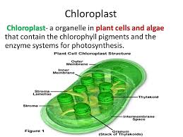 In the more complex eukaryotic cells , organelles are often enclosed by their own membrane. Photosynthesis Leaf Structure Ppt Video Online Download