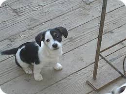 If you're looking to adopt a dog in iowa, here is the most comprehensive list of organizations that may have the breed you're looking for. Jack Russell Terrier Corgi Mix Puppy For Adoption Corgi Mix Puppies Jack Russell Terrier Jack Russell