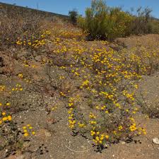 Image result for Microglossa