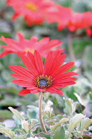 Image result for Arctotis