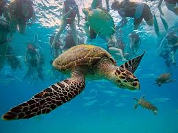 Hawksbill turtle (eretmochelys imbricata). noaa. This Is My Kind Of Vacation I Would Love To Swim With Turtles This Chap Is The Hawksbill Turtle In Barbados Phot Underwater Animals Turtle Turtle Wallpaper