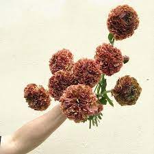 These Ruffled Terra Cotta Ranunculus Are Definitely Coming With As We Continue Our Italian Adventure With Florists Florists Review Planting Flowers Ranunculus