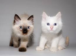 If ad is up kittens available. Two Little Funny Blue Eyes Himalayan Siamese Kittens Chocolate Point And Flame Point Looking Into The Camera Stock Photo Picture And Royalty Free Image Image 2059350