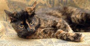 Tortoiseshell Cat Over 30 Fascinating Facts About Tortie Cats