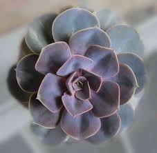 Check spelling or type a new query. 10 Most Popular Types Of Echeveria
