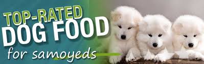 What Is The Best Dog Food For A Samoyed Dog Food Guru