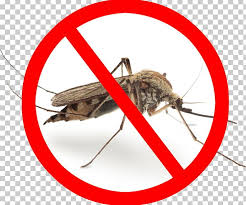 Some disasters give rise to increases in the populations of vector or nuisance species, usually insects or rodents. Marsh Mosquitoes Pest Control Mosquito Control Gnat Zika Virus Png Clipart 123rf Aedes Albopictus Arthropod Cricket