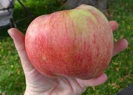 The Balunywa Blog Largest Fruits And Vegetables From World Fruit Apple Harvest Fruits And Vegetables