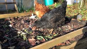 Reussir Votre Potager De Debutant Video Potager Jardin Potager Potager Bio