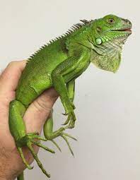 Green Iguana Iguana Pet Iguana Reptile Green Iguana