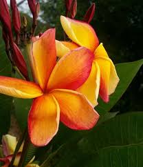 Frangipani A K A Plumeria Orange Fanta Frangipani Plumeria Planting Flowers