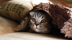 Wann welpen ihre milchzähne verlieren variiert. Wann Verlieren Katzen Milchzahne Alle Infos Und Tipps