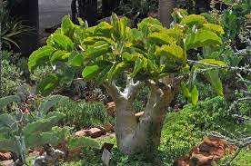 Image result for Cyphostemma barbosae