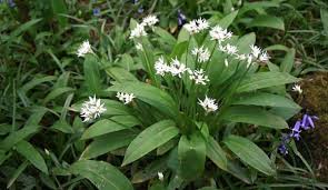 The complete illustrated encyclopedia of cats & kittens. Wild Garlic Warriors Cats Types Of Herbs