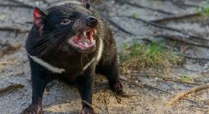 The tasmanian devil is the world's largest carnivorous marsupial , reaching 30 inches in length and weighing up to 26 pounds, although its size will vary widely depending on where it lives and the. 55 Feral Tasmanian Devil Facts That Will Shock You Facts Net