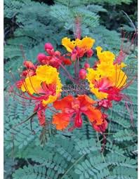 Image result for Caesalpinia rostrata
