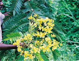 Image result for Aneulophus congoensis