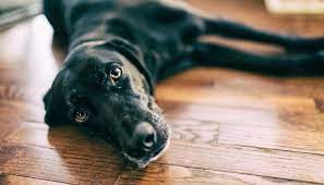 We did not find results for: Why I Can T Judge Everyone Whose Surrendered A Pet Puppy Leaks