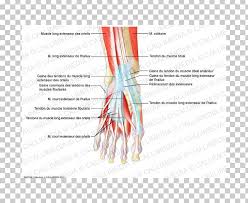Each of these muscles is a discrete organ constructed of skeletal muscle tissue. Finger Muscle Foot Tendon Anatomy Png Clipart Anatomy Angle Arm Blood Vessel Diagram Free Png Download