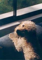 Our pet allergy air purifiers will help you live more comfortably with your best friend. Using An Air Purifier To Get Rid Of Pet Odors Rabbit Air