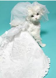Kitty In Beautiful White Gown Crazy Cats Cute Cats Cat Wedding