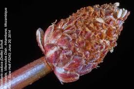 Image result for Eleocharis caduca