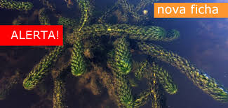 Image result for Lagarosiphon major