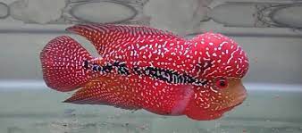 Check spelling or type a new query. Info Ciri Ciri Harga Ikan Louhan Kamfa Di Pasaran Daftar Harga Tarif