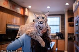 Read our pixie bob buying advice page for information on this cat breed. Texas Couple Share Their Home With Two Bobcats Daily Mail Online