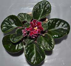 With proper care, african violets can provide almost continuous blooms in a rainbow of colors and leaf shapes. Trinket Bluebird Semi Miniature African Violet Plant With Bloom Baby Violets African Violets