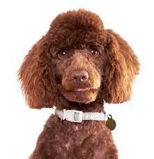 Check spelling or type a new query. Poodle Miniature Puppies For Sale Adoptapet Com