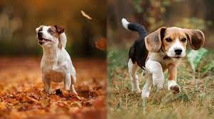 Jack Russell Terrier Vs Beagle Breed Differences Similarities