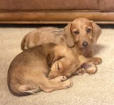 Reds, black and tan, cream, dapple, piebald, white black brown, chocolate. About Us S Kennels Doxies Texas Licensed Breeder Offering Akc Miniature Dachshund Puppies For Sale Along With A Few Tweenie Litters And An Occasional Standard Litter